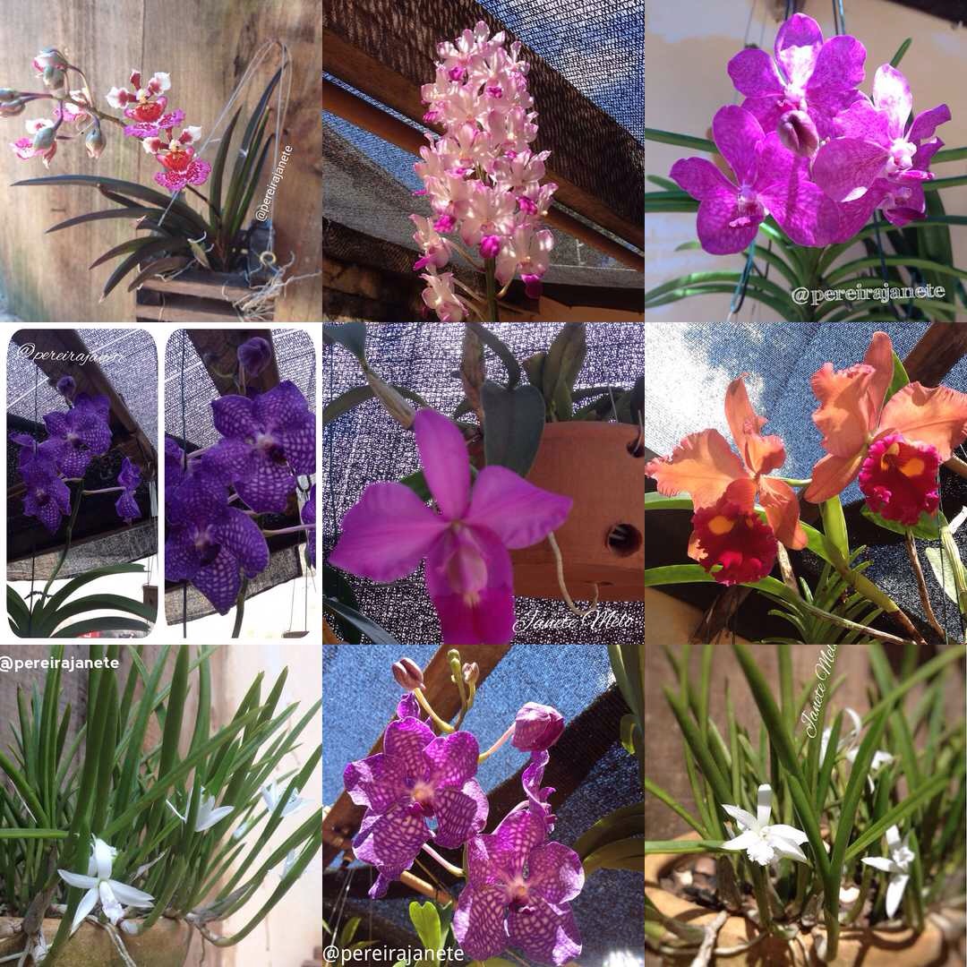 Orquídeas Mineiras – O universo das orquídeas com o toque de mineirice.